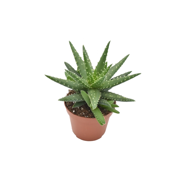 <h4>Aloe Kerio</h4>