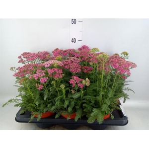 Achillea   ...