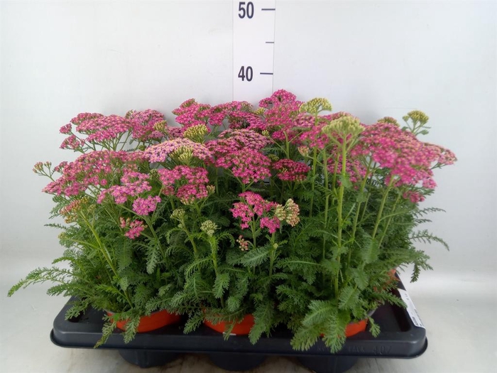 <h4>Achillea   ...</h4>