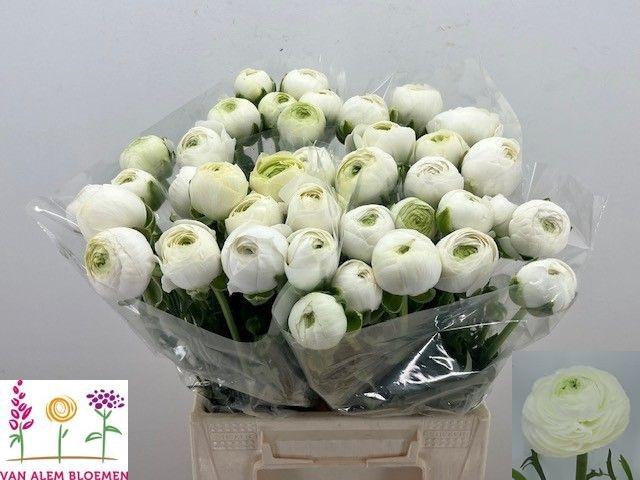 <h4>RAN AAZUR WHITE</h4>