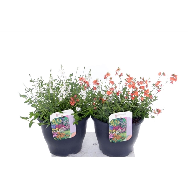 <h4>Diascia Flying Colors mix</h4>