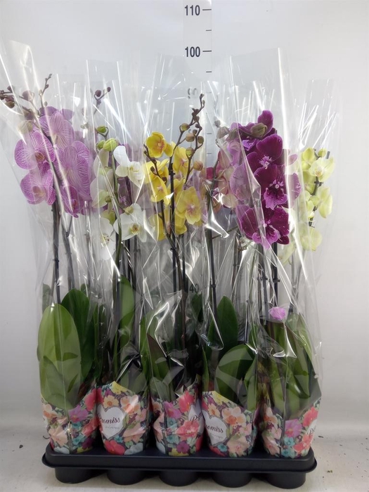 <h4>Phalaenopsis   ...</h4>