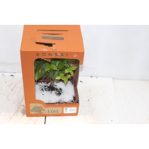 BONSAI FRUTA VASO PLASTICO 1.1L