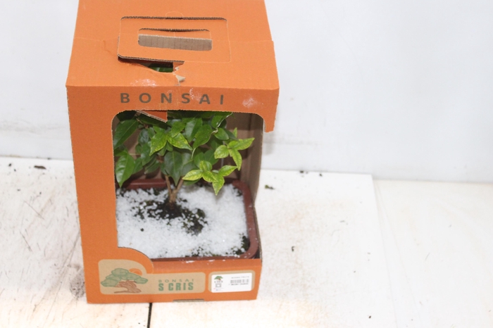 <h4>BONSAI FRUTA VASO PLASTICO 1.1L</h4>