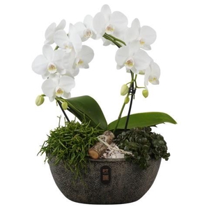 PTIB5352 Arrangement Indoor in keramiek pot ovaal