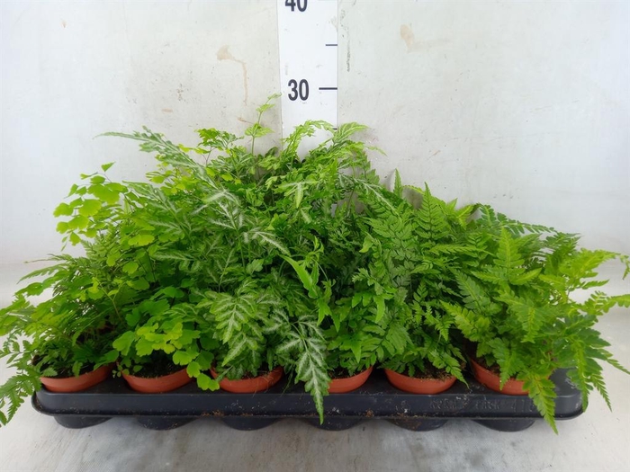 <h4>Ferns   ...mix</h4>