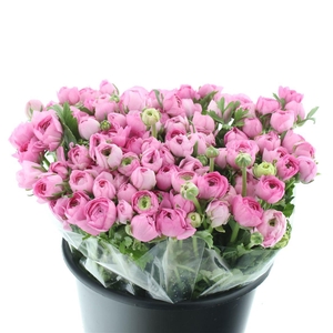 Ran El Sr Pink Extra