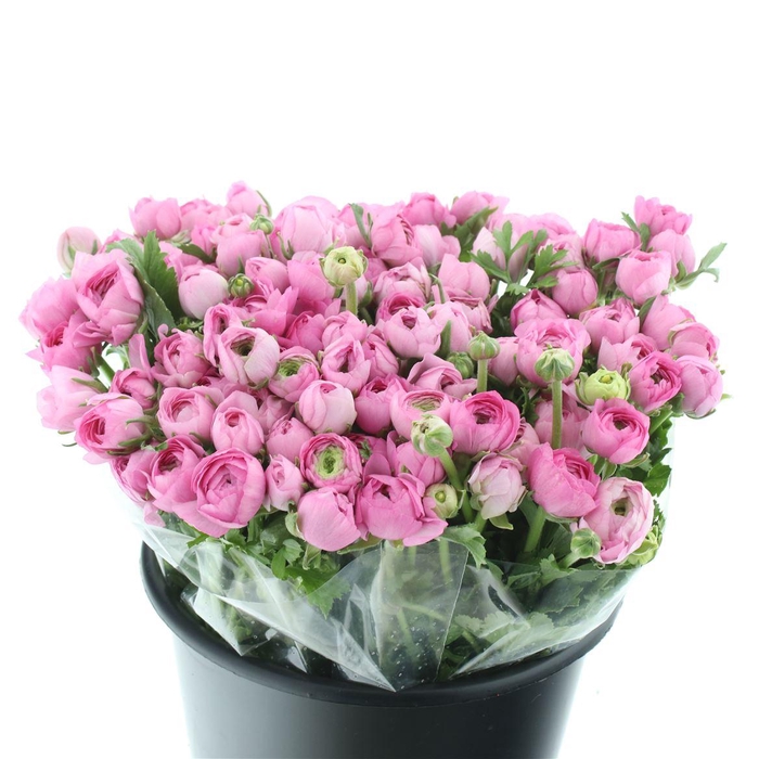 <h4>Ran El Sr Pink Extra</h4>