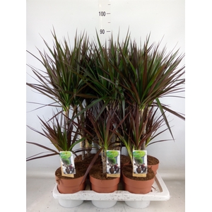 Dracaena marg. 'Magenta'