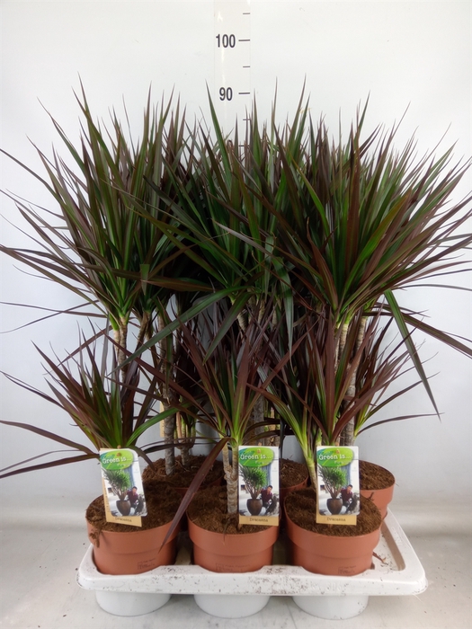 <h4>Dracaena marg. 'Magenta'</h4>
