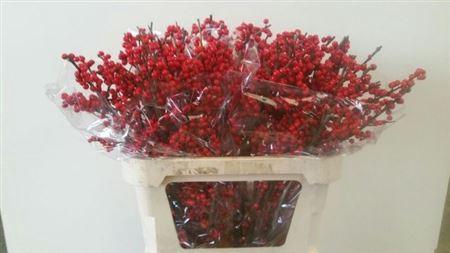 <h4>Ilex Ve Rode Bes</h4>