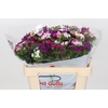 Dianthus Ba Aldo Mix Rainbow