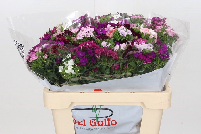 Dianthus Ba Aldo Mix Rainbow