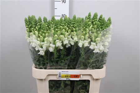 <h4>Antir Avignon White</h4>