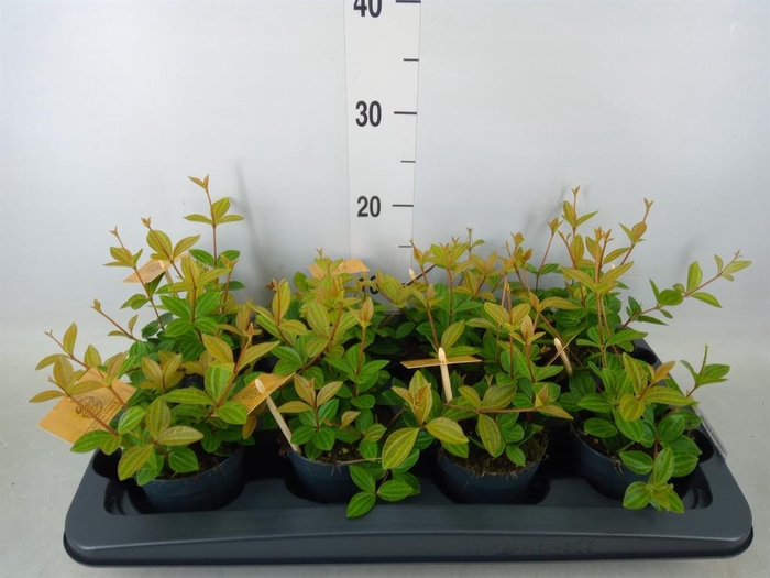 <h4>Peperomia angulata</h4>