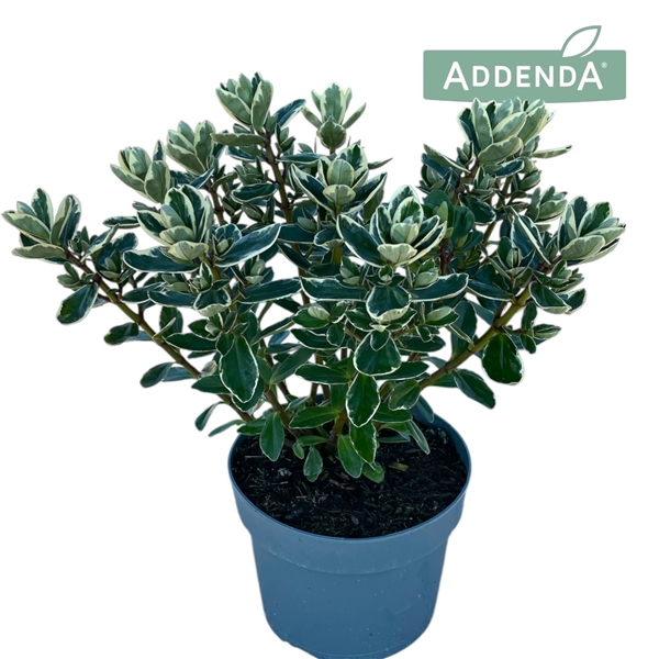 <h4>Hebe Addenda® Classica Katrina P17</h4>