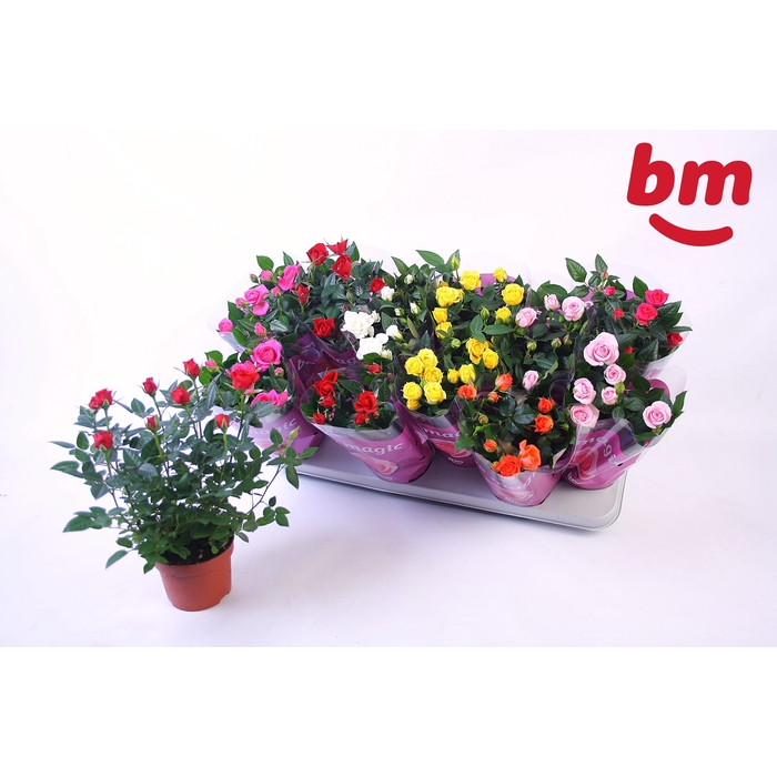 <h4>RO B MONDE GEM</h4>