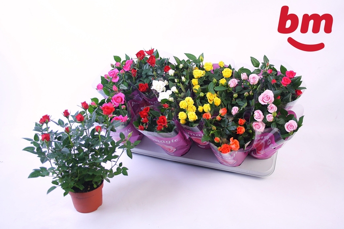 <h4>RO B MONDE GEM 7 SRT</h4>