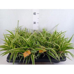Chlorophytum com. 'Ocean'
