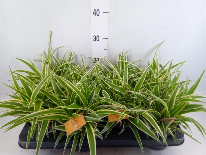 Chlorophytum com. 'Ocean'