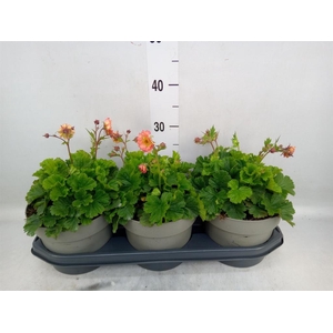 Vaste pltn   ...       [Perennials]