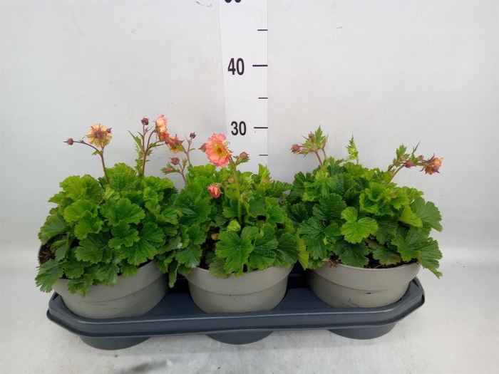 <h4>Vaste pltn   ...       [Perennials]</h4>