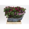 Dianthus Br Gemengd