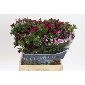 Dianthus Br Mix