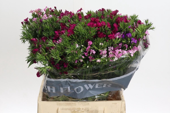 Dianthus Br Gemengd