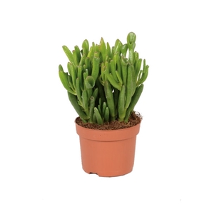 Crassula Hobbit