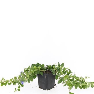 Vinca minor 'La Grave'