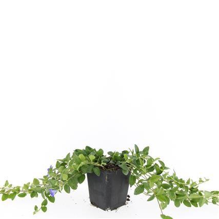 <h4>Vinca minor 'La Grave'</h4>