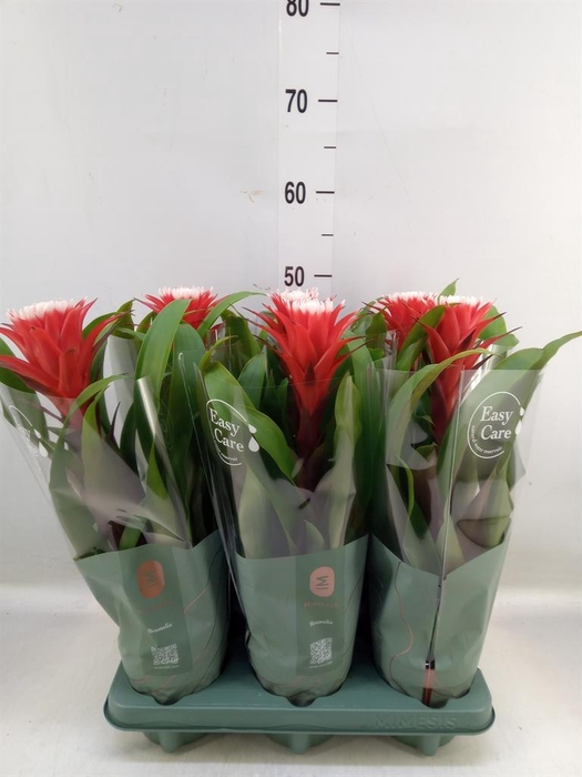 <h4>Guzmania  'Hope'</h4>