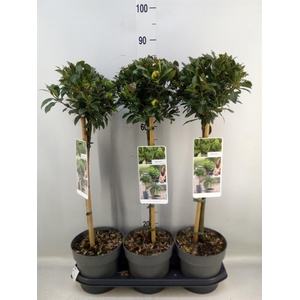 Laurus nobilis 'Bay Junior'