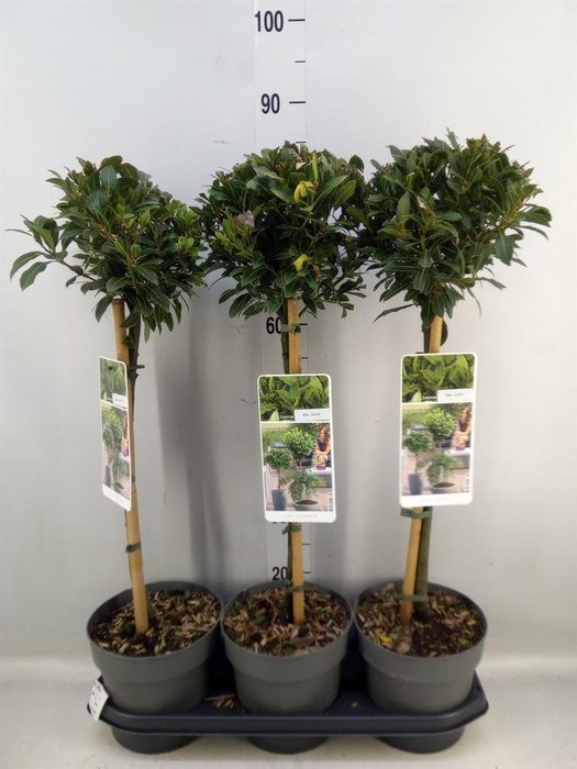 <h4>Laurus nobilis 'Bay Junior'</h4>