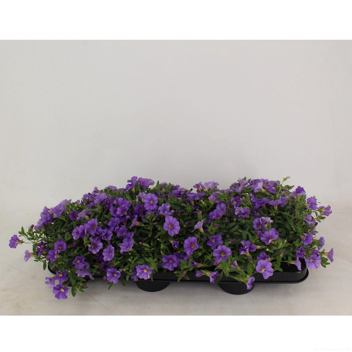 <h4>Calibrachoa Minifamous Light Blue</h4>