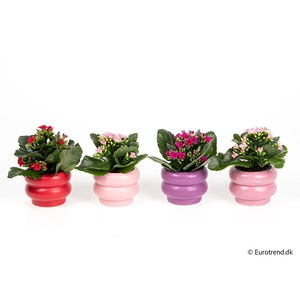 KALANCHOE BLOSSFELDIANA 'MINI'