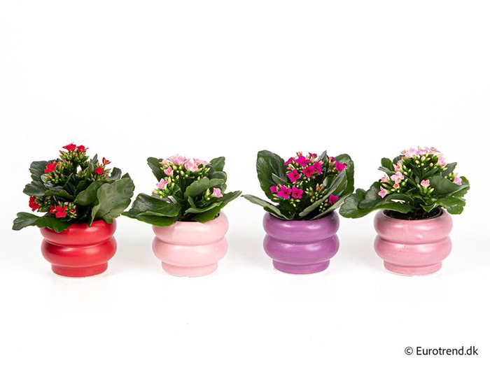 <h4>KALANCHOE BLOSSFELDIANA 'MINI'</h4>