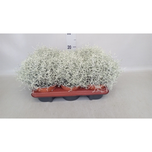 Leucophyta brownii