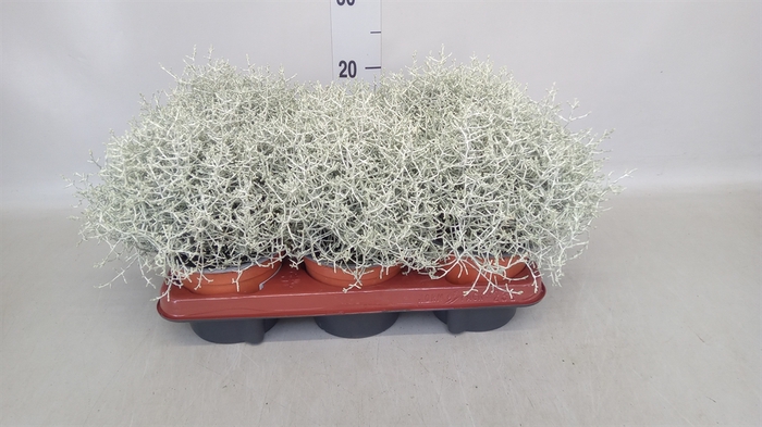 <h4>Leucophyta brownii</h4>