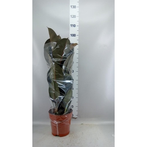 Ficus elastica 'Abidjan'