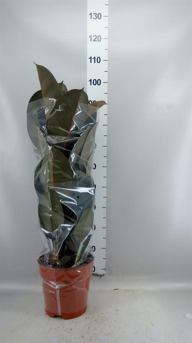 <h4>Ficus elastica 'Abidjan'</h4>