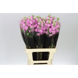 Matthiola Pink It. Imp