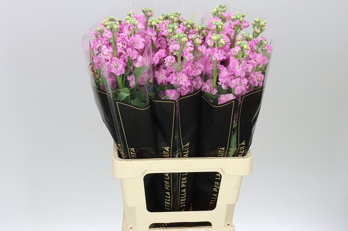 <h4>Matthiola Pink It. Imp</h4>