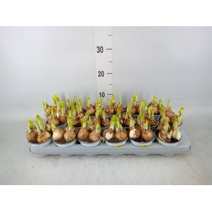 Narcissus  'Tete a tete'