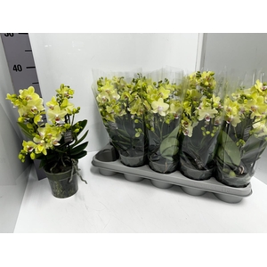 Phalaenopsis MF Boquetto Sensation 12Ø 35cm 3st 30