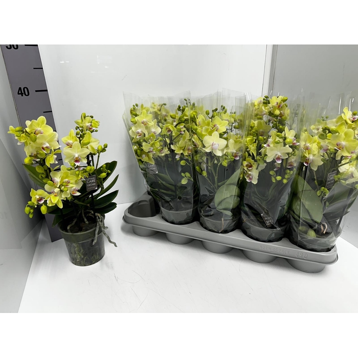 <h4>Phalaenopsis MF Boquetto Sensation 12Ø 35cm 2st 20</h4>
