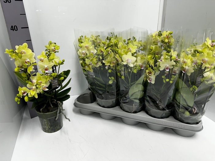 Phalaenopsis MF Boquetto Sensation 12Ø 35cm 2st 20
