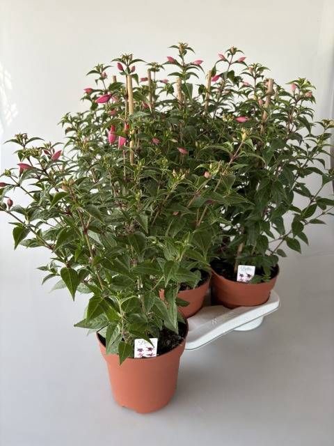 <h4>FUCHSIA ROSALIEN</h4>