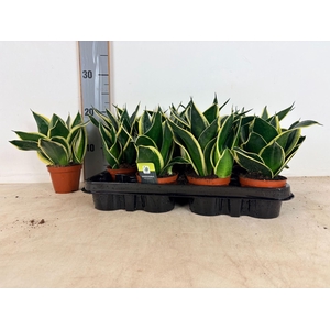 Sansevieria trif. Black Gold